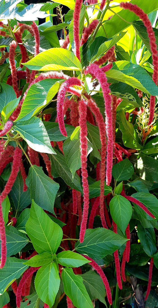 red-hot cat's tail  acalypha  long free photo