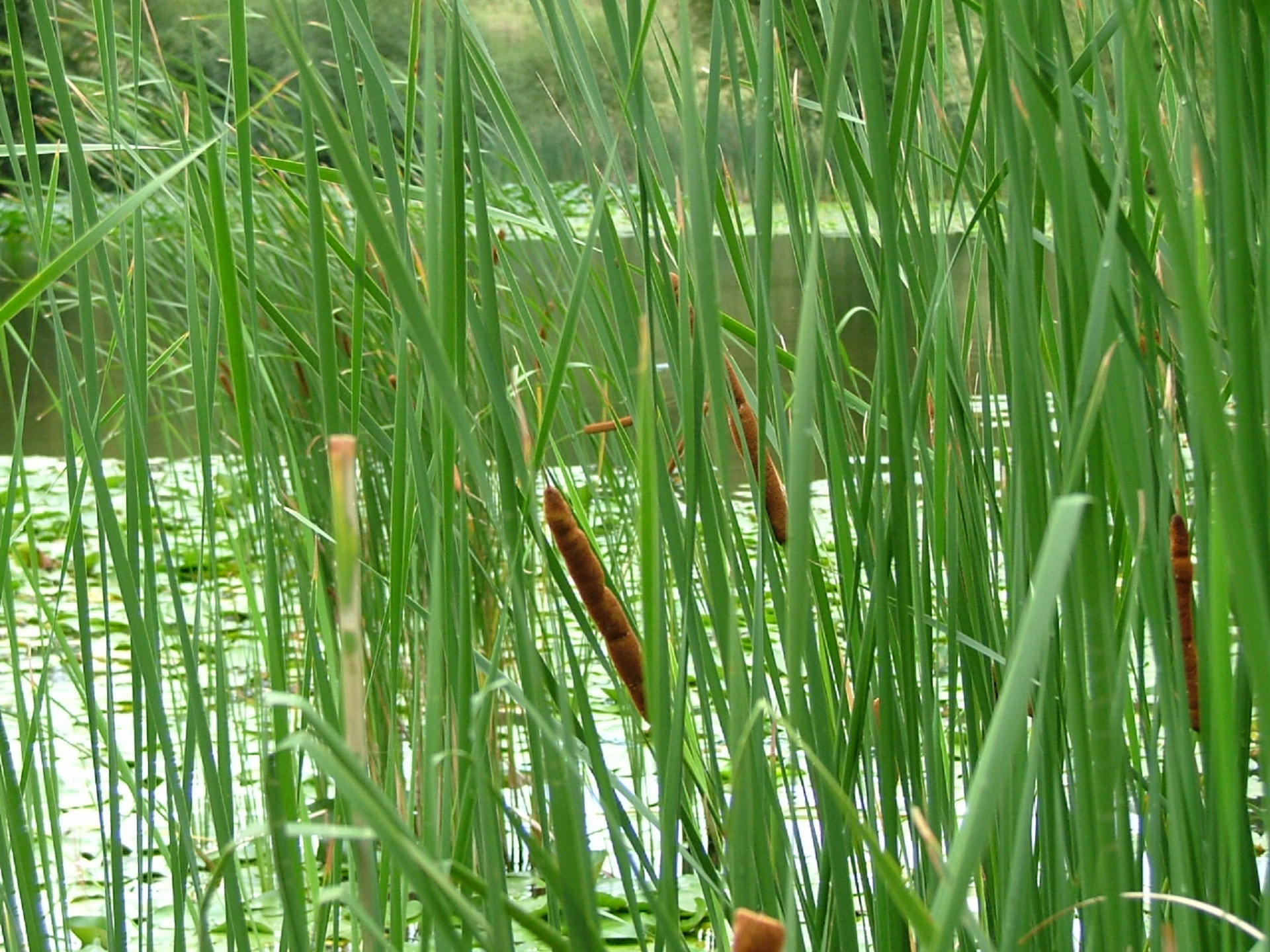 reeds red hot pokers red hot poker free photo