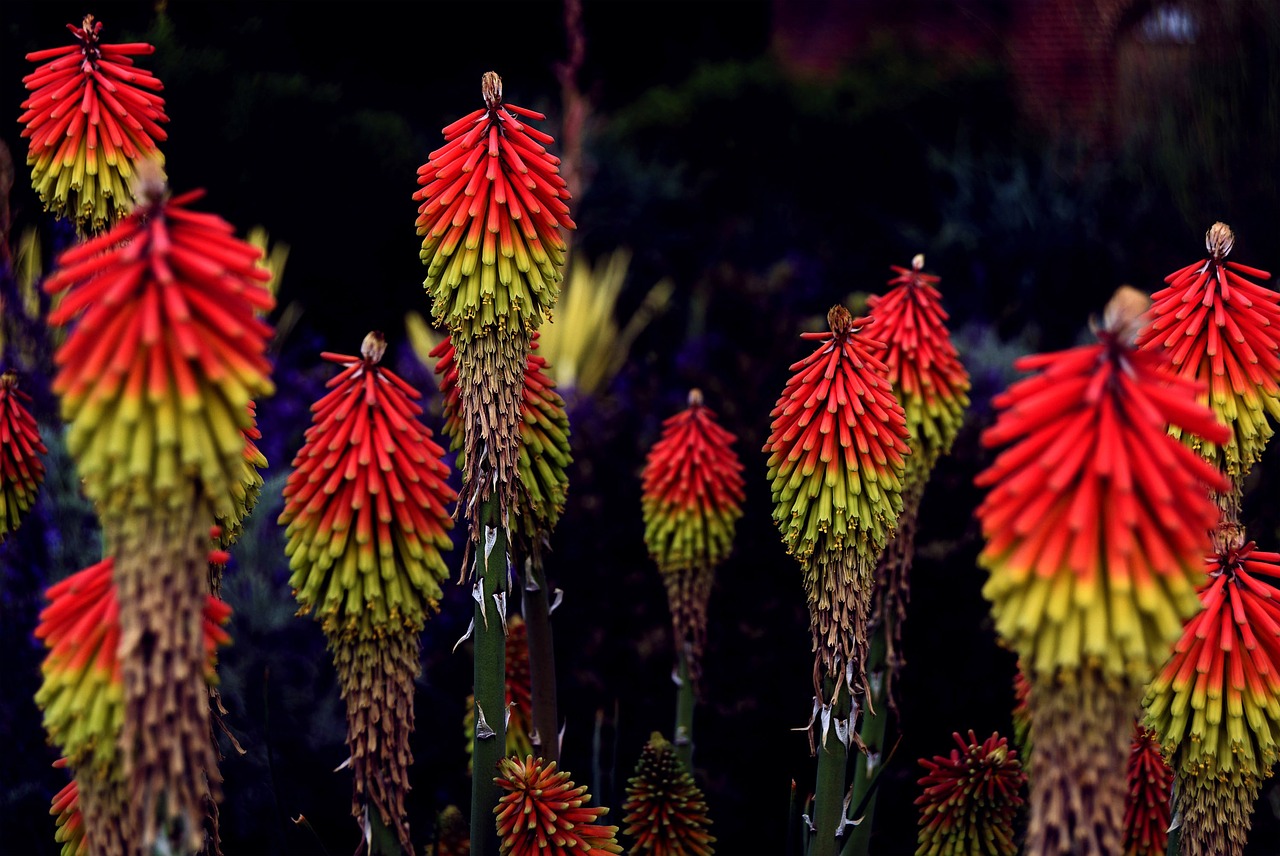 red hot poker  kniphofia  flower free photo