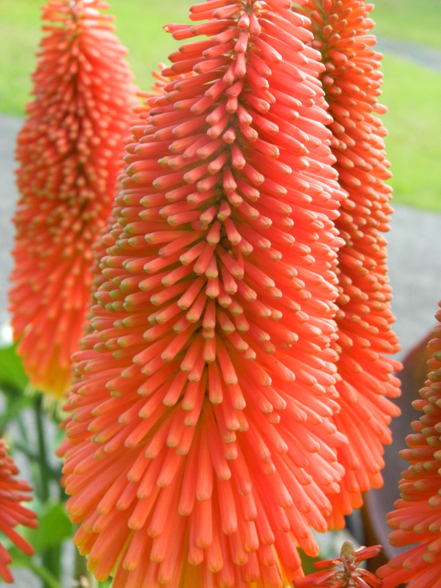 red hot red hot poker free photo