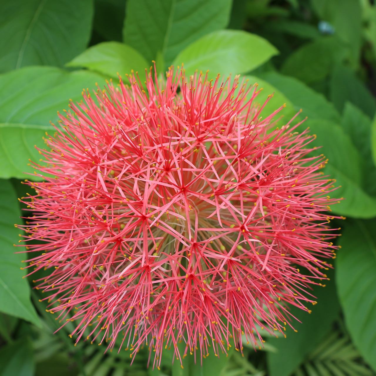 red hydrangea  leaf  apple free photo