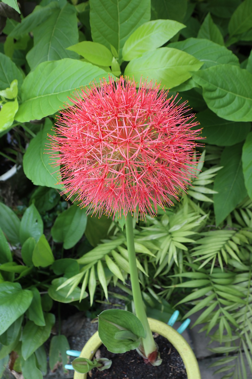 red hydrangea  garden  green free photo