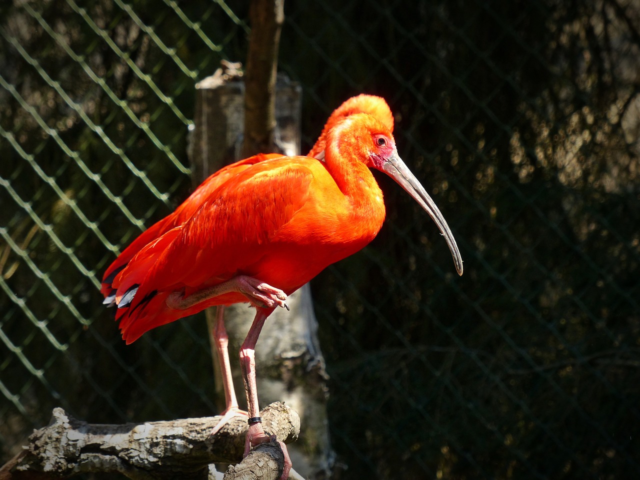 red ibis ibis long beak free photo