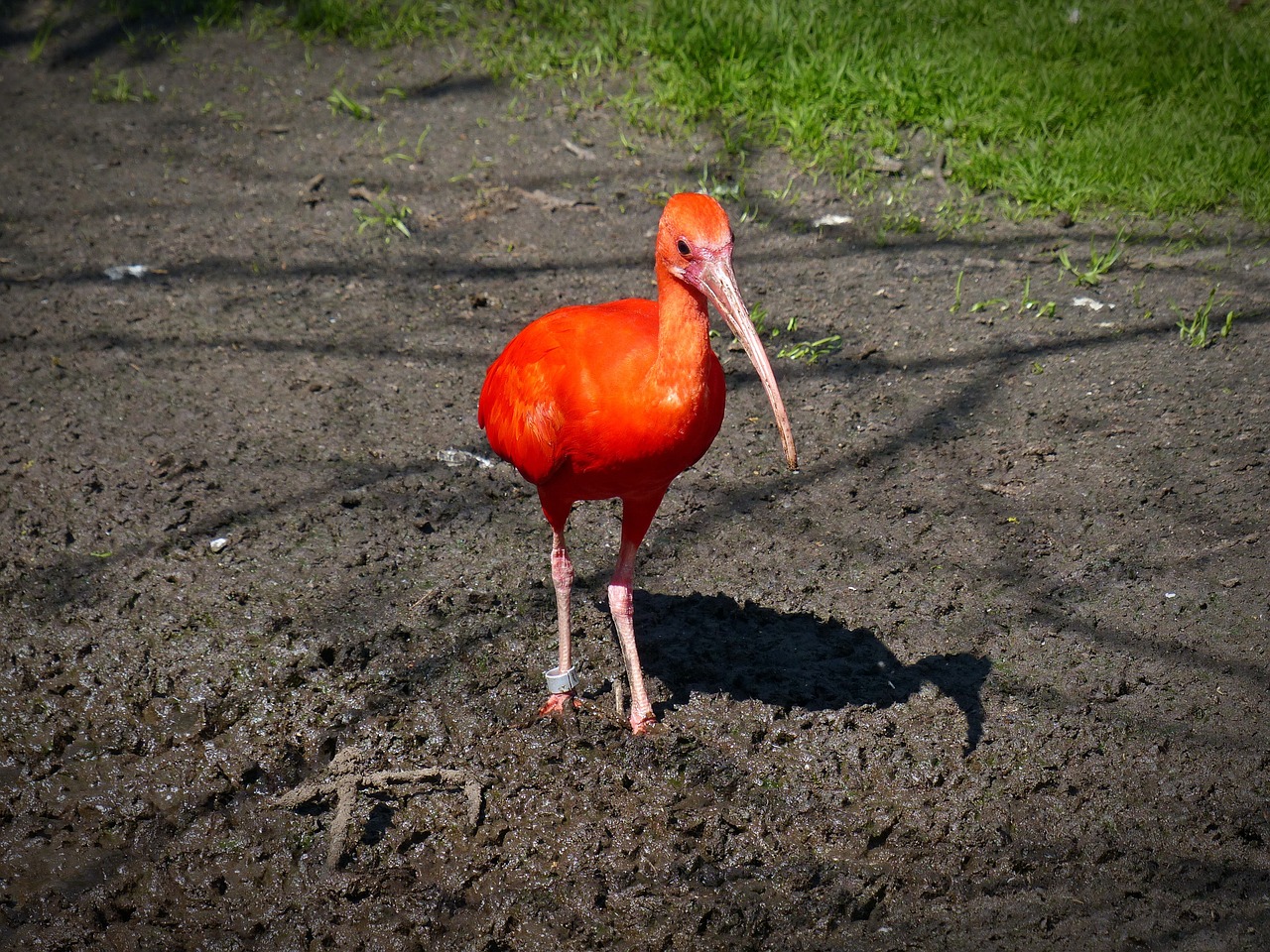 red ibis ibis long beak free photo