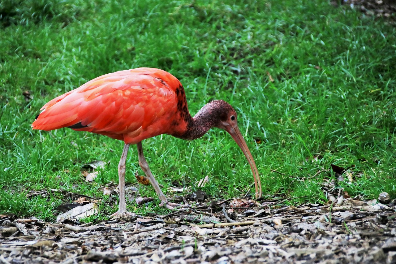 red ibis red bird ibis free photo