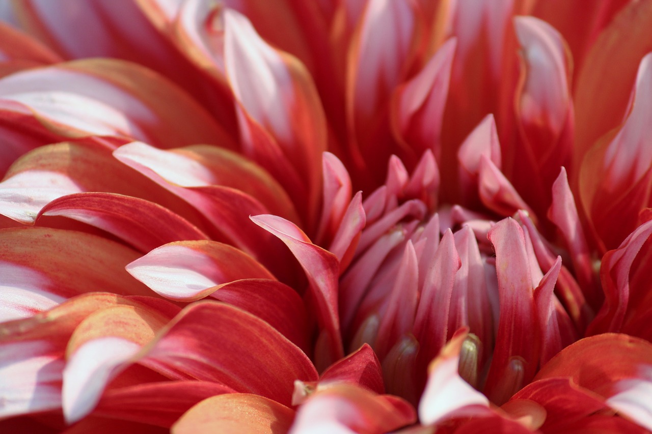 red flower nature bloom free photo