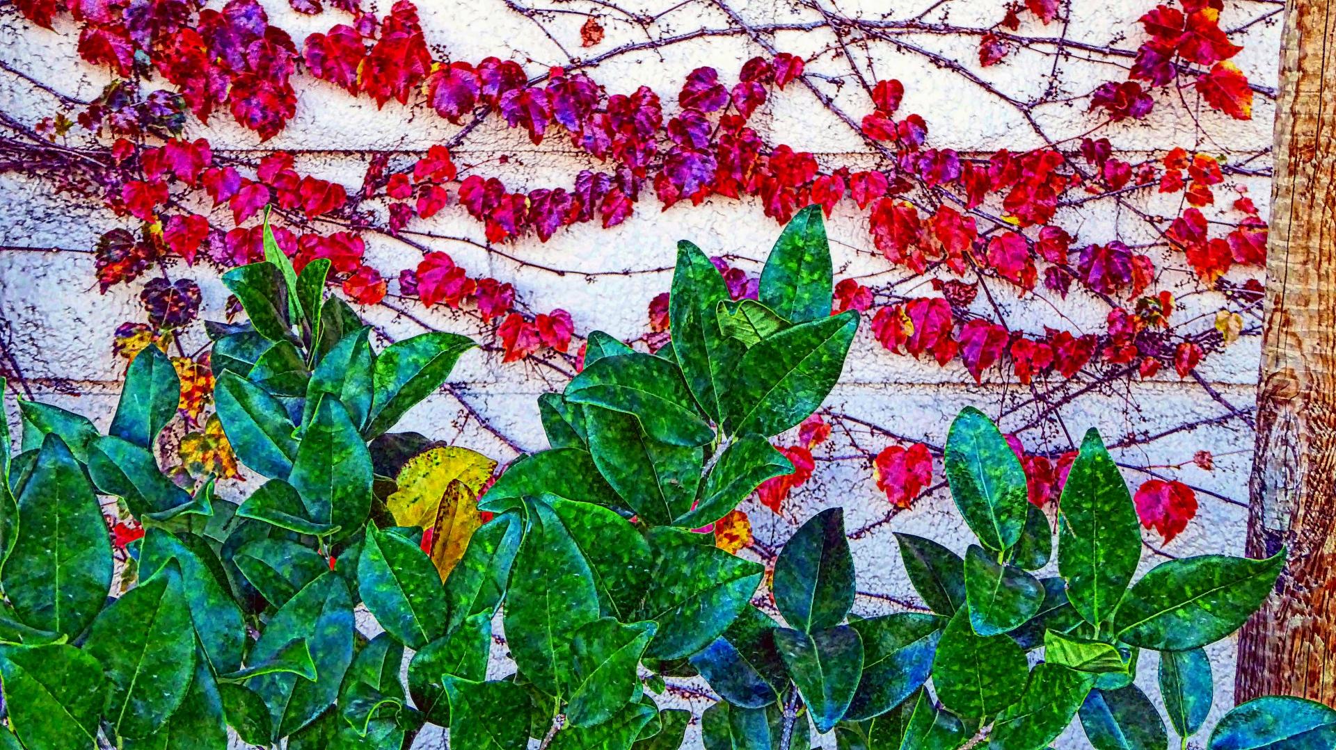 background wallpaper ivy free photo