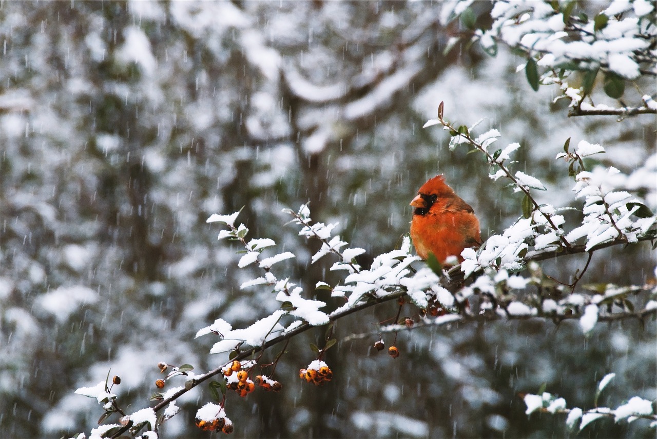 red jay bird trees free photo