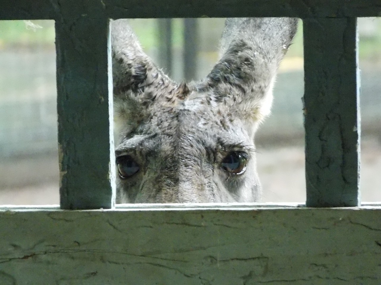 red kangaroo zoo looking free photo