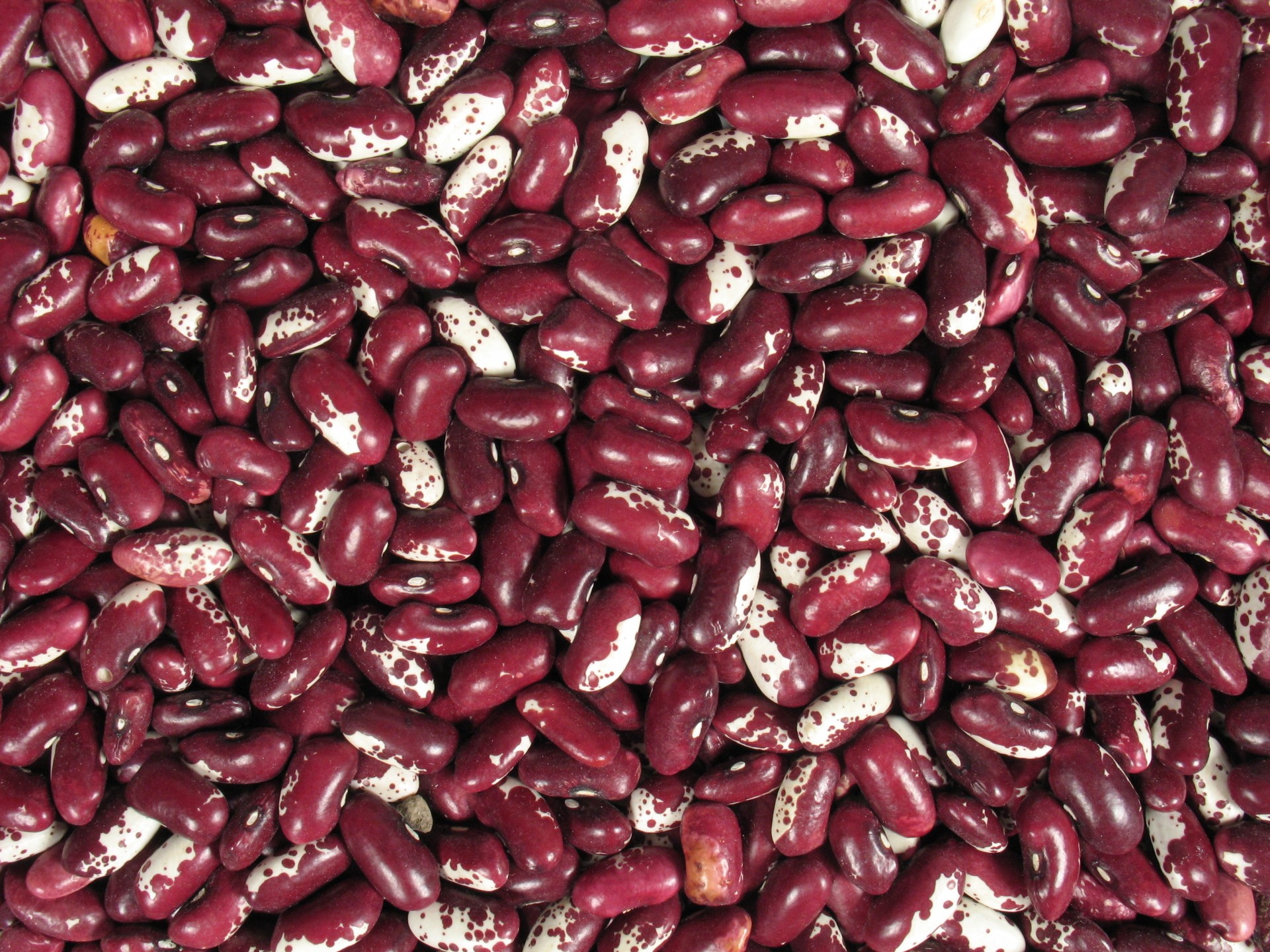red kidney beans beans free photo