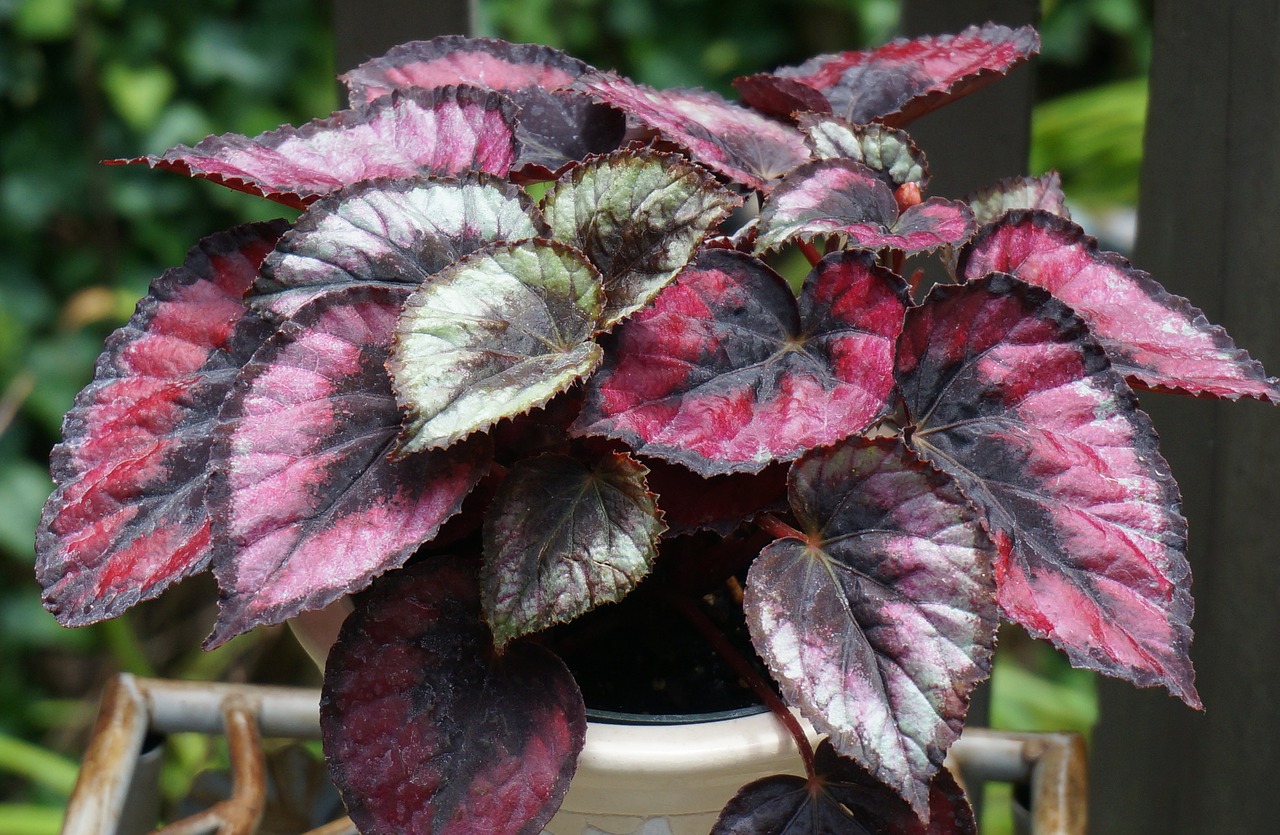 red kiss rex begonia rex begonia begonia free photo