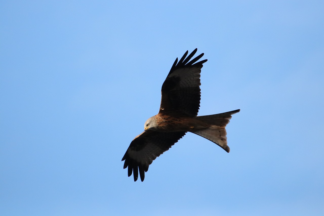 red kit bird of prey carrion free photo