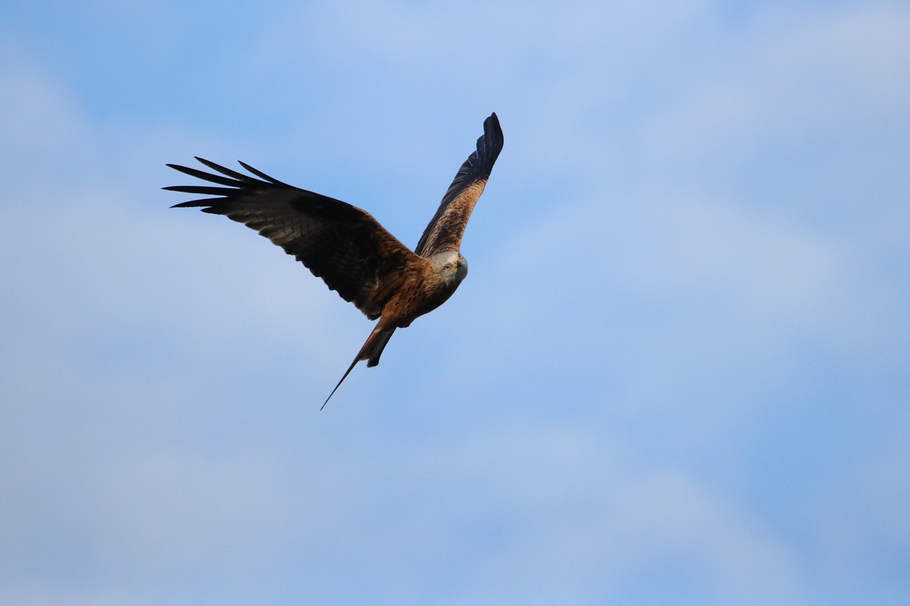 red kit bird of prey carrion free photo