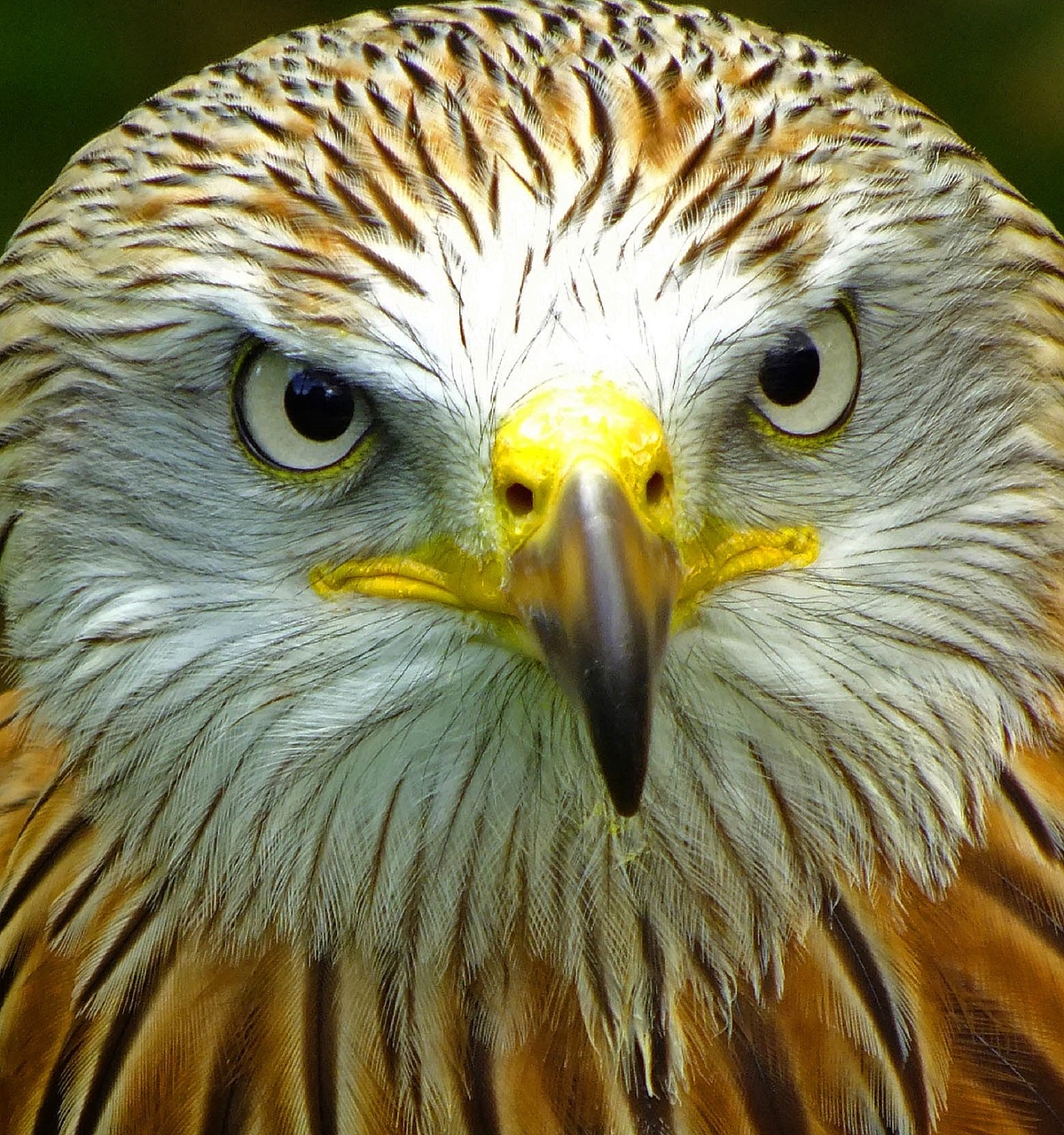 Download free photo of Red kite,bird,raptor,wildlife,nature - from ...