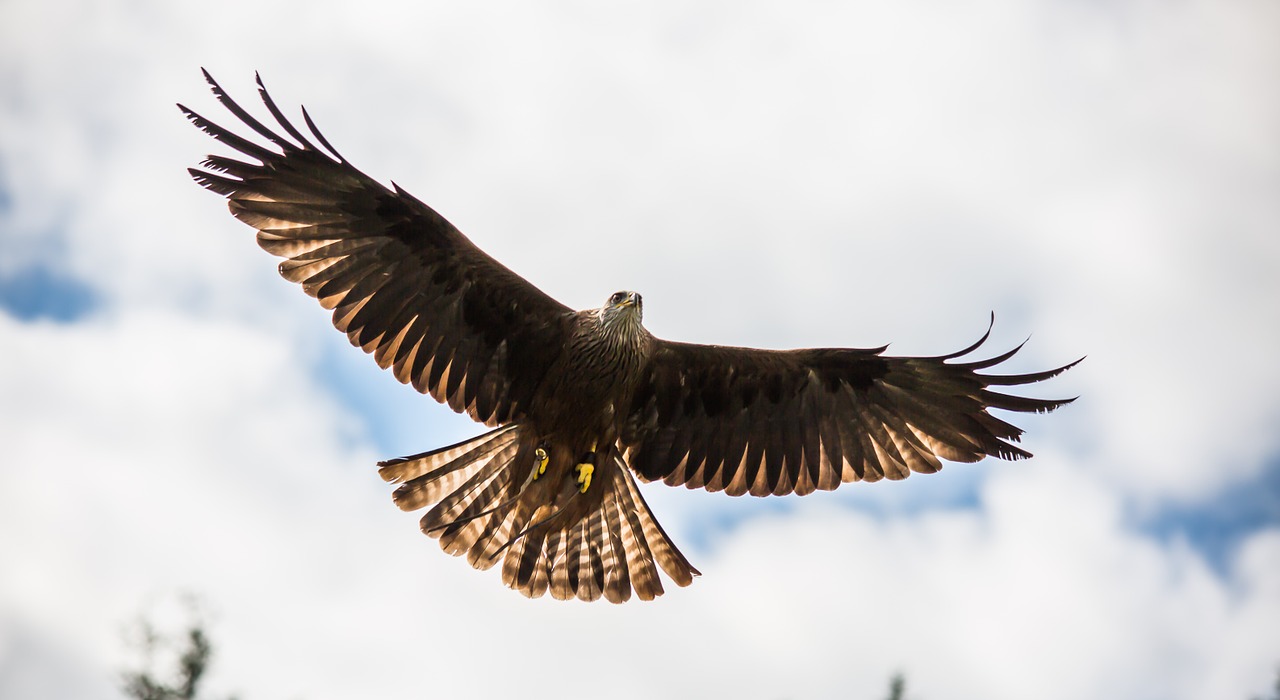 red kite prey nature bird free photo