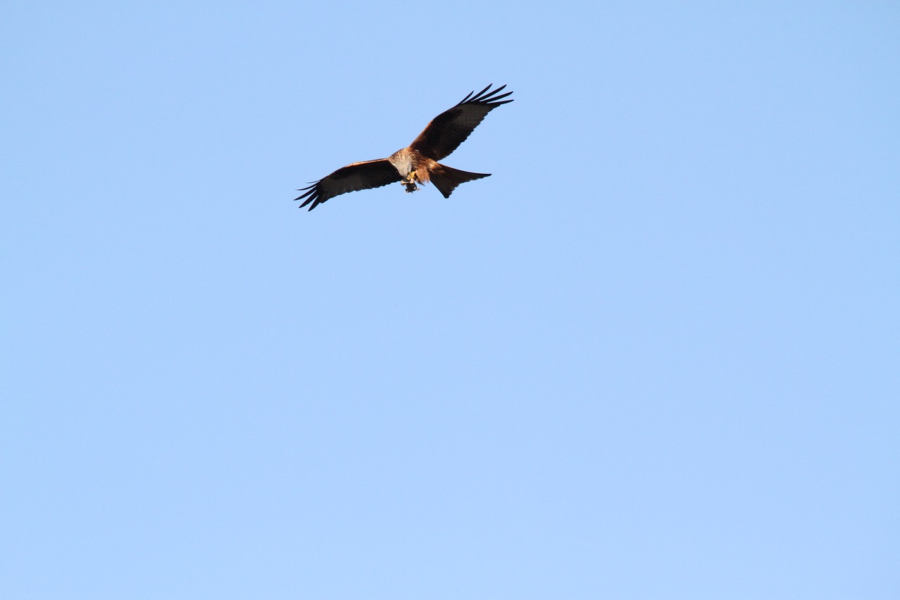 red kite raptor flight free photo