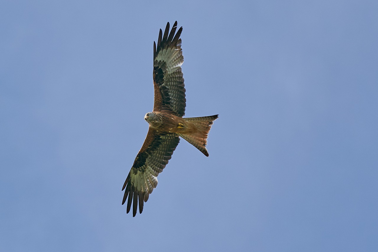 red kite bird of prey fly free photo