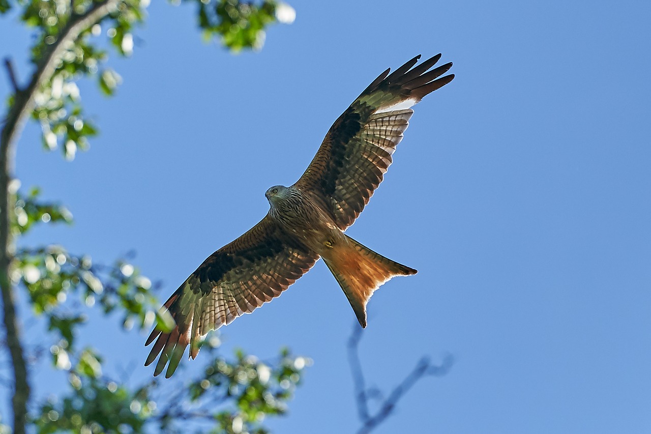 red kite tree bird of prey free photo