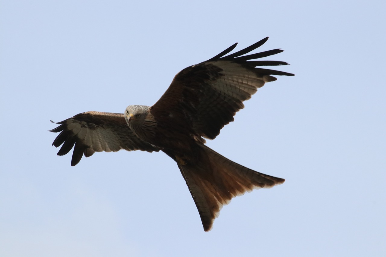 red kite  talons  raptor free photo