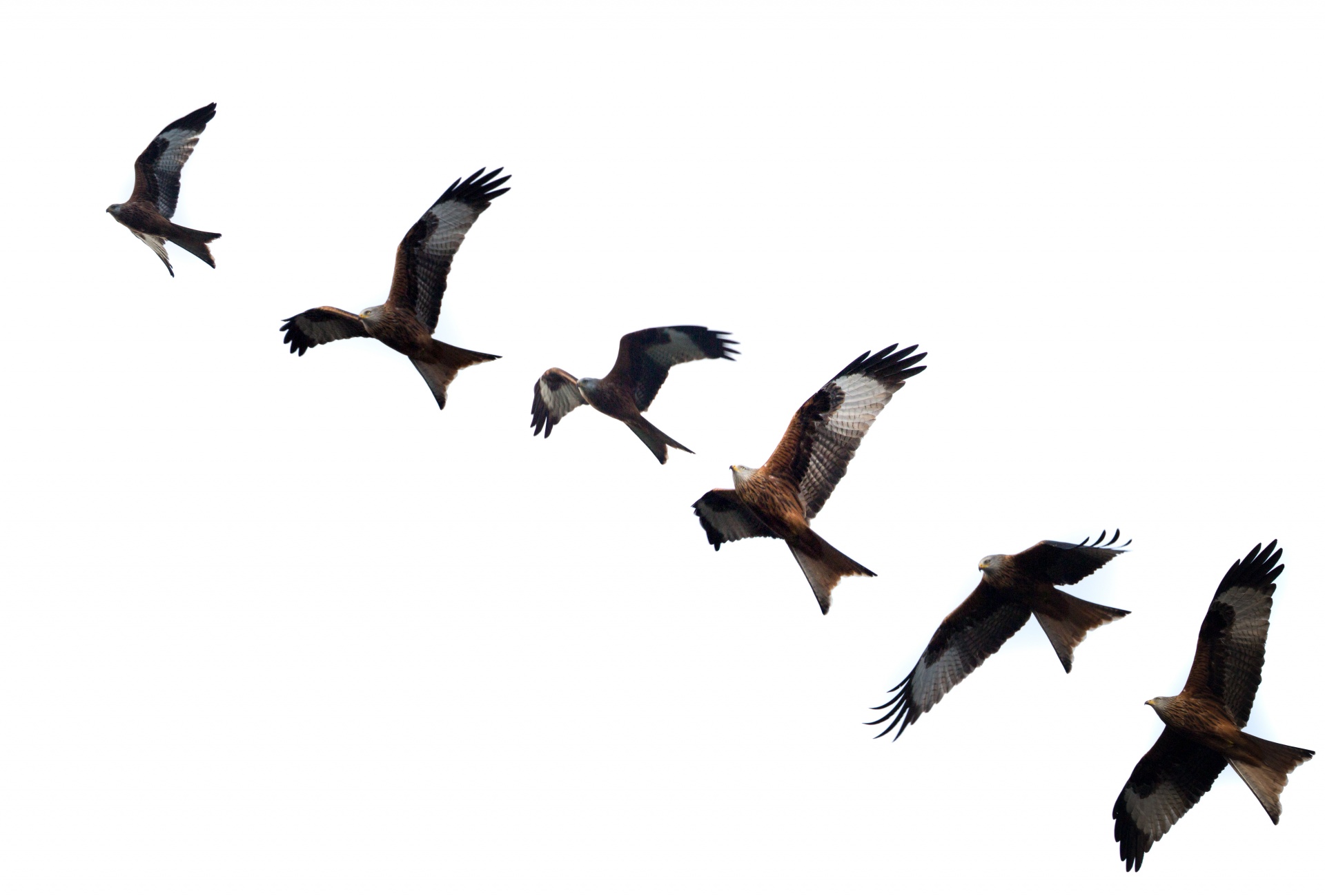 bird hawk - bird red kite free photo