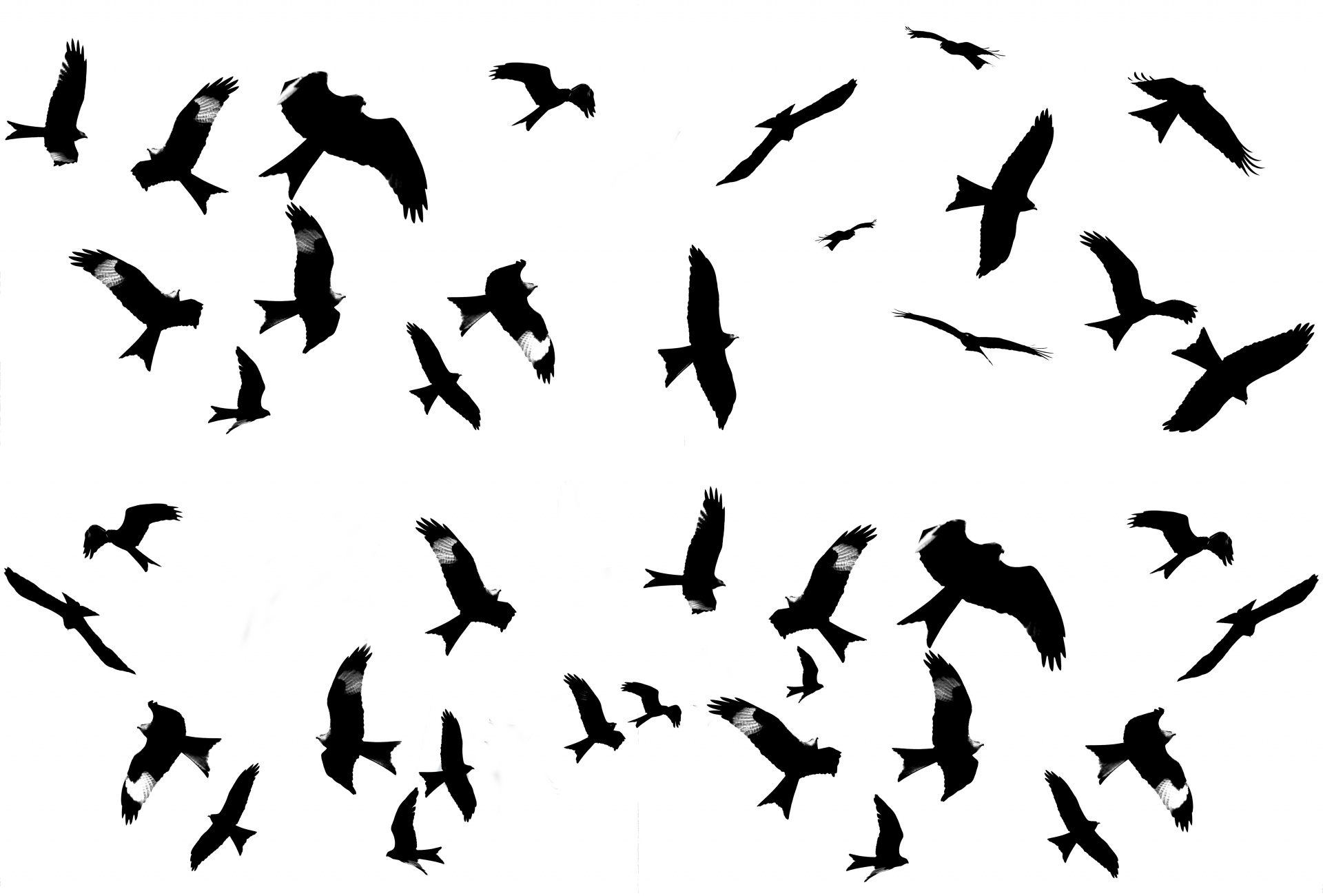 bird hawk - bird red kite free photo