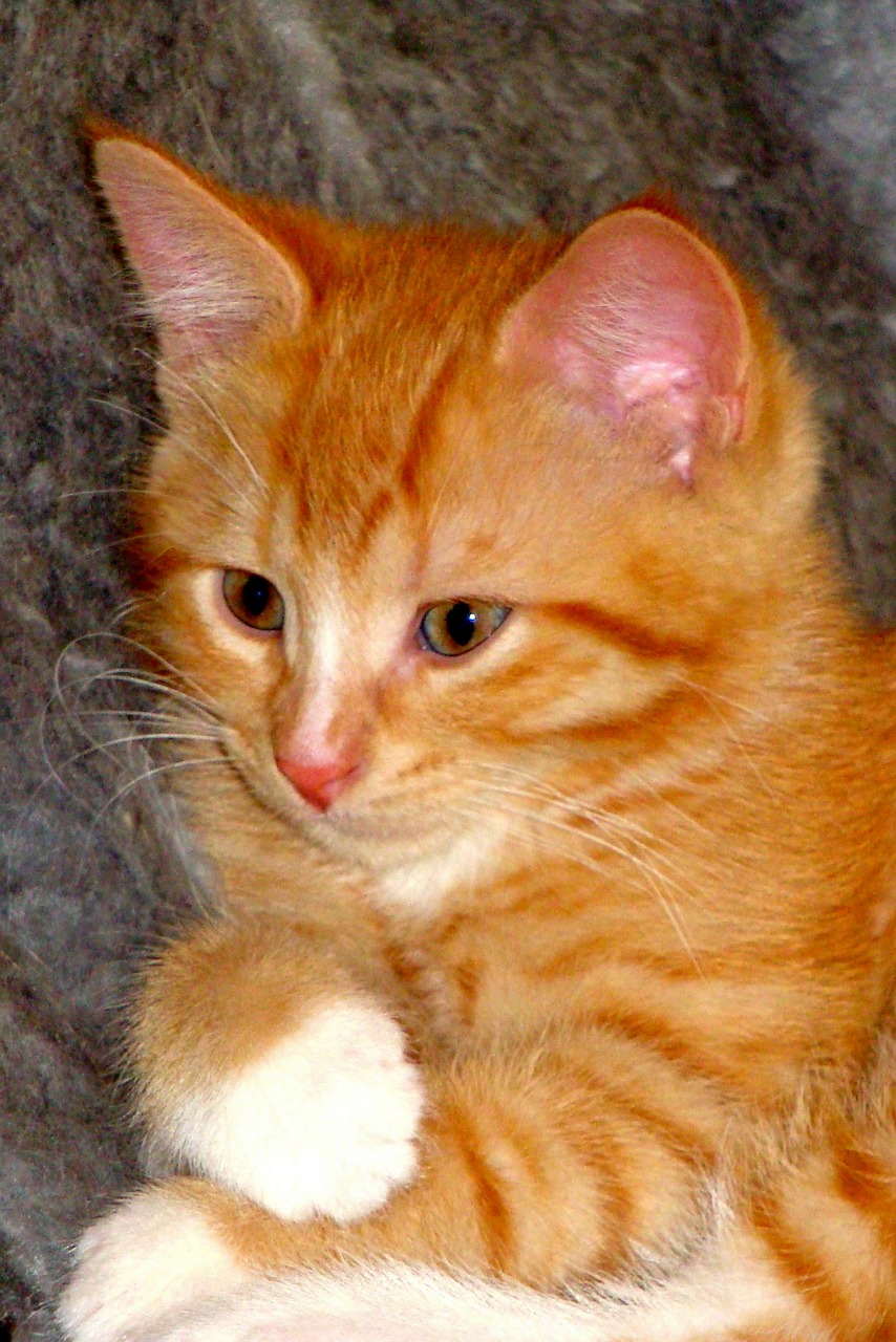 red kitten domestic animal attaching free photo