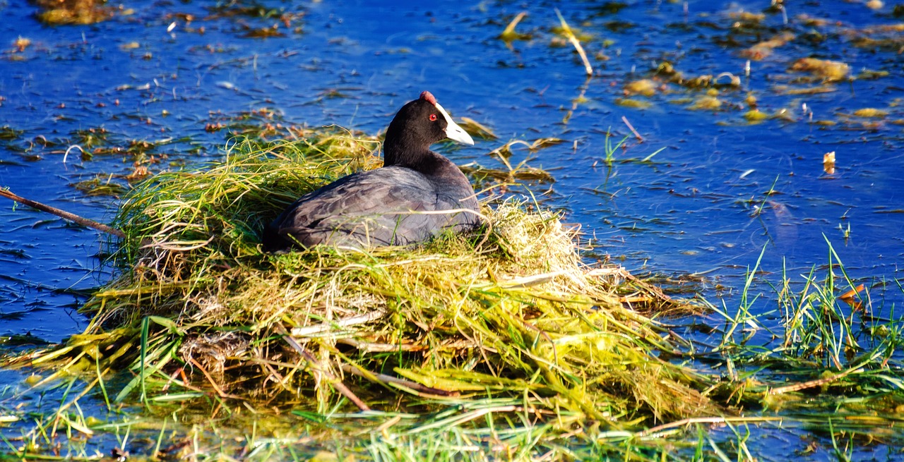 red knobbed coot  water  nest free photo