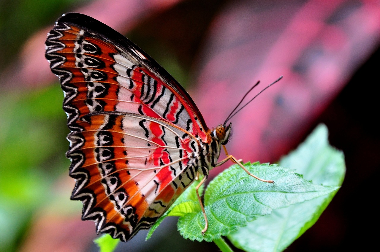 red lacewing butterfly insect free photo