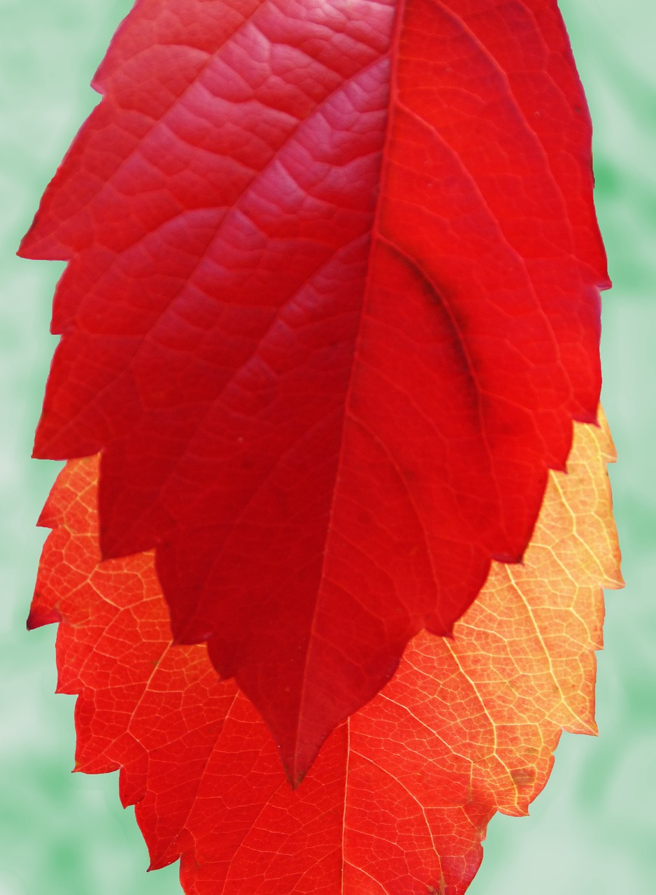 red leaf yellow sheet autumn free photo