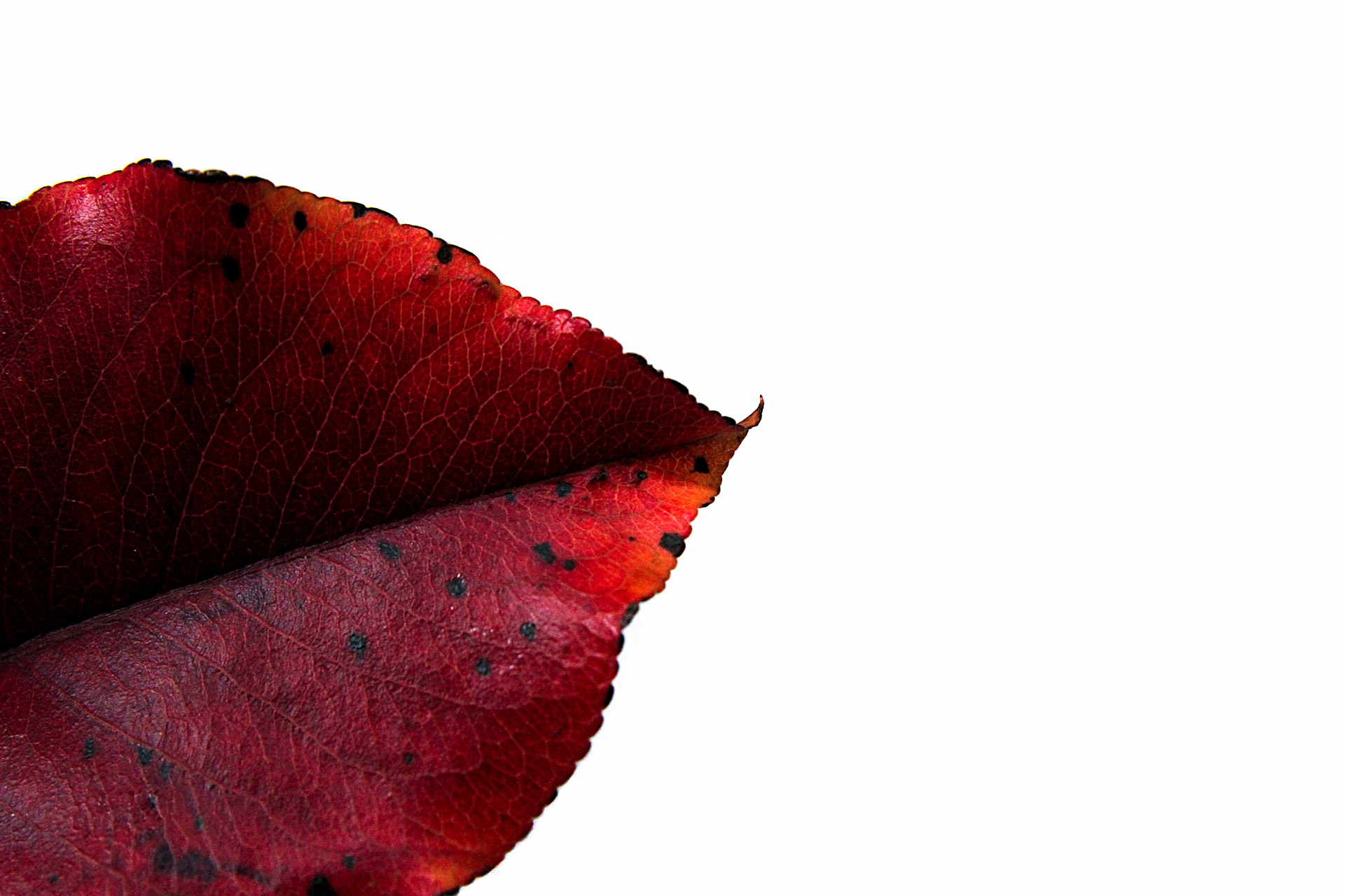 red leaf autumn falling leaf free photo