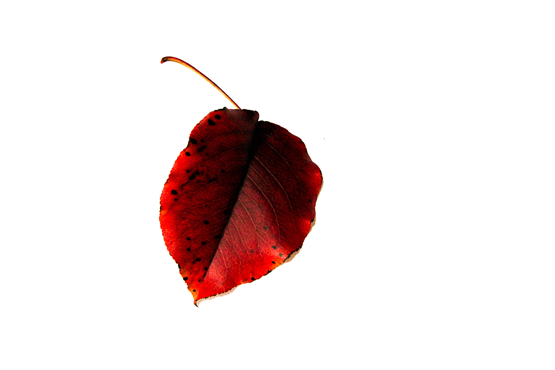 red leaf autumn falling leaf free photo