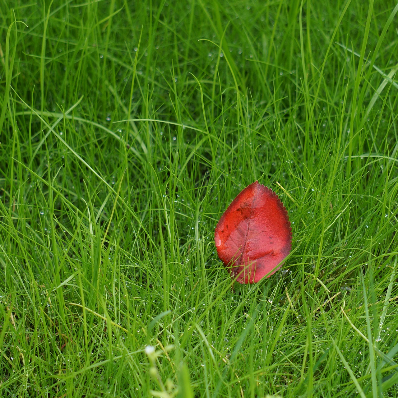 red leaf lonely on the ground free photo