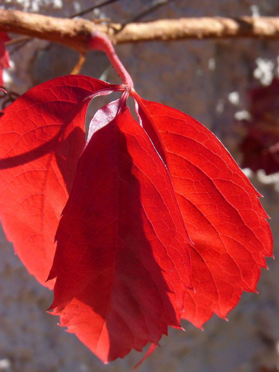 red leaf translucent autumn free photo