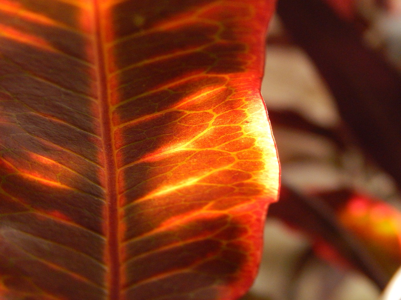 red leaf trasluz autumn free photo