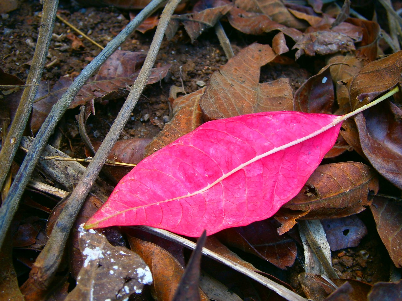 red leaf leaf autumn free photo