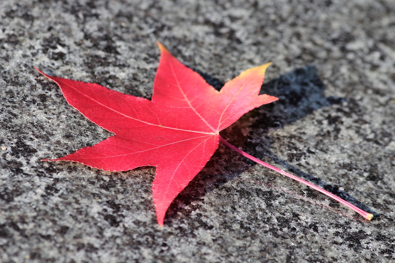 red leaf  maple  acer free photo