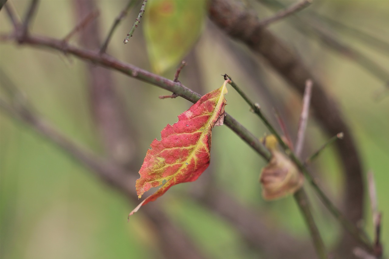 red leaf  lonely  branches free photo