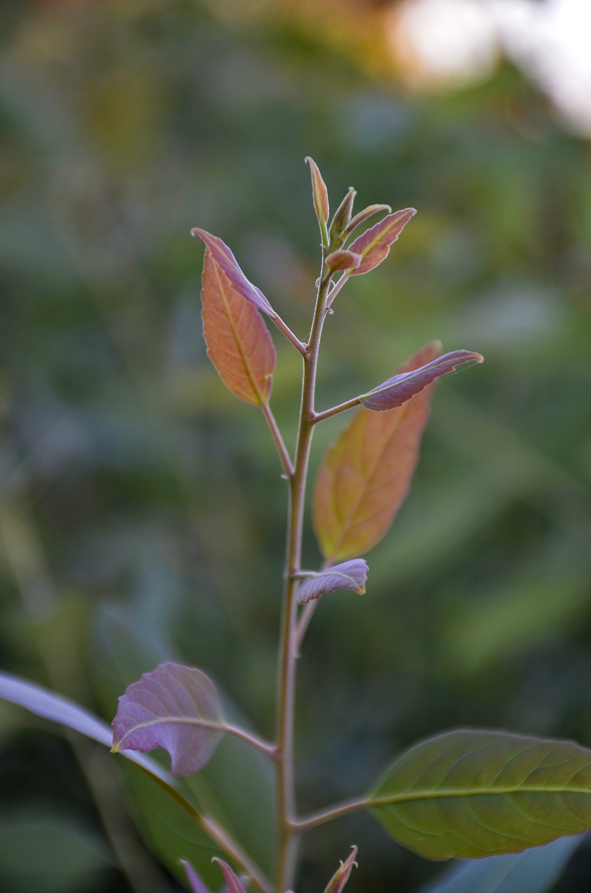 red leaf  autumn  leaves free photo