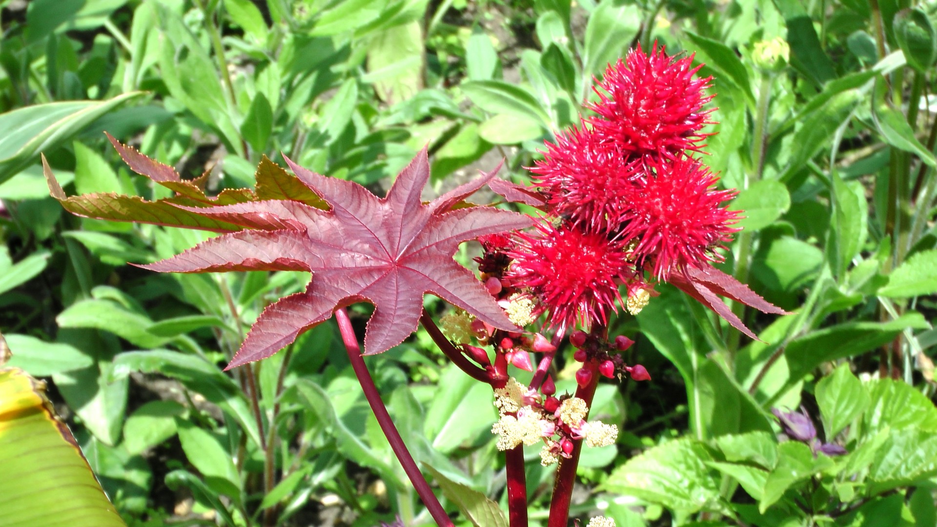 floral flower pattern flora red free photo