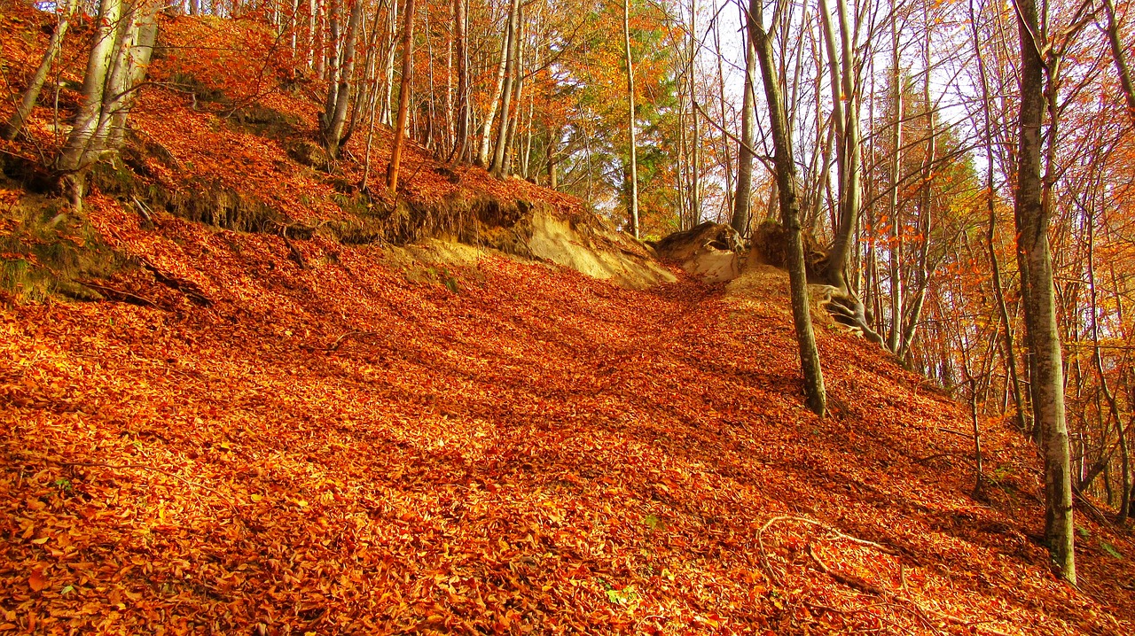 red leaf cover the ground  read leafs  autumn wood free photo
