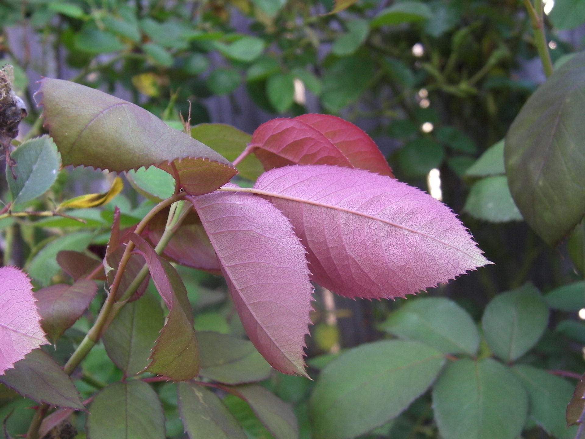 flowers leaves seasons free photo