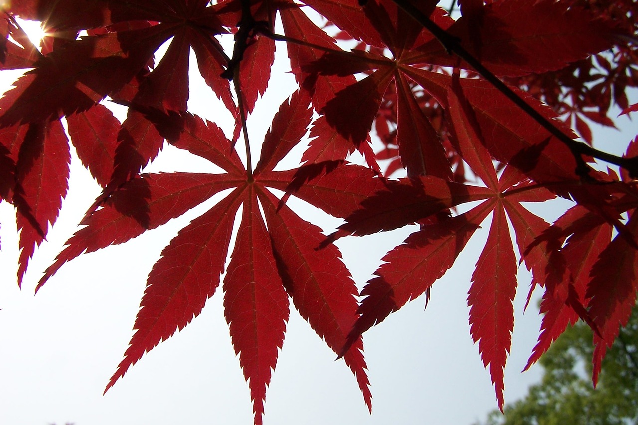 red leaves maple autumn free photo