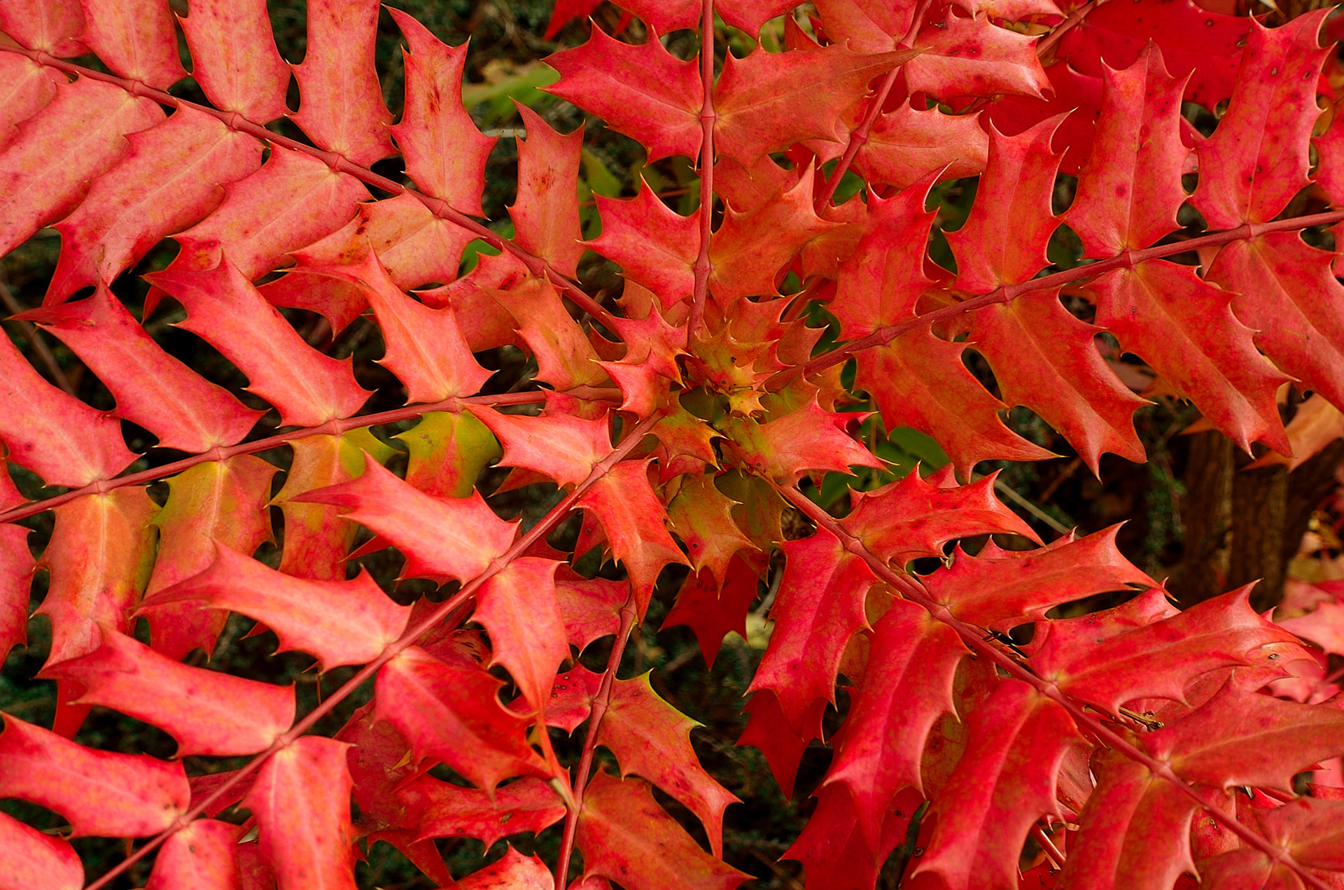 leaves red vegetation free photo