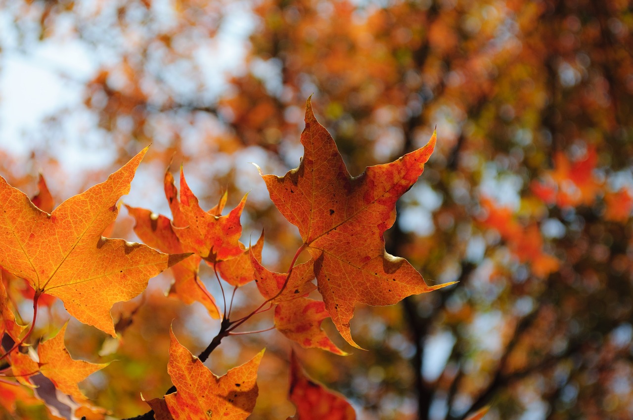 red leaves late autumn maple free photo