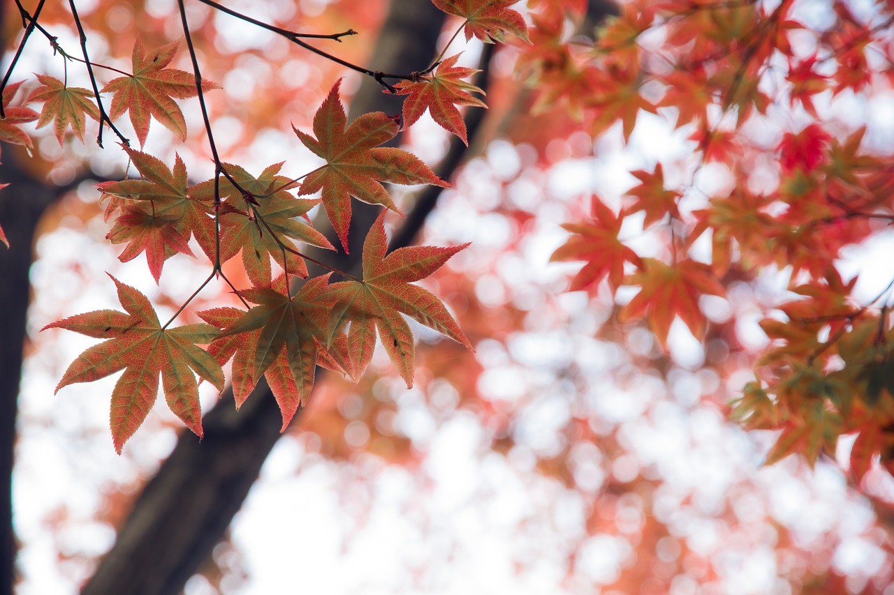 red leaves autumn tree free photo