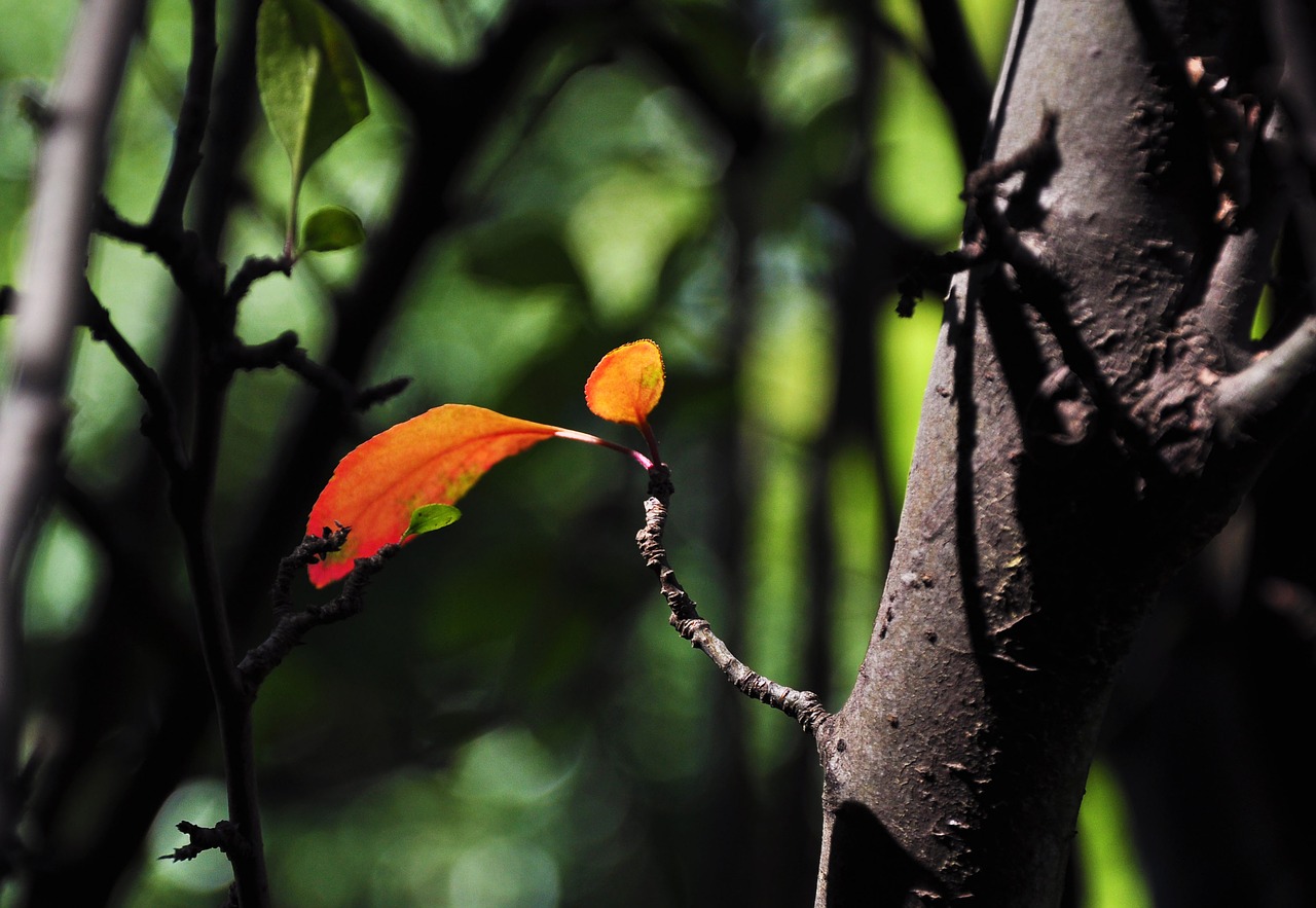 red leaves autumn sunshine free photo