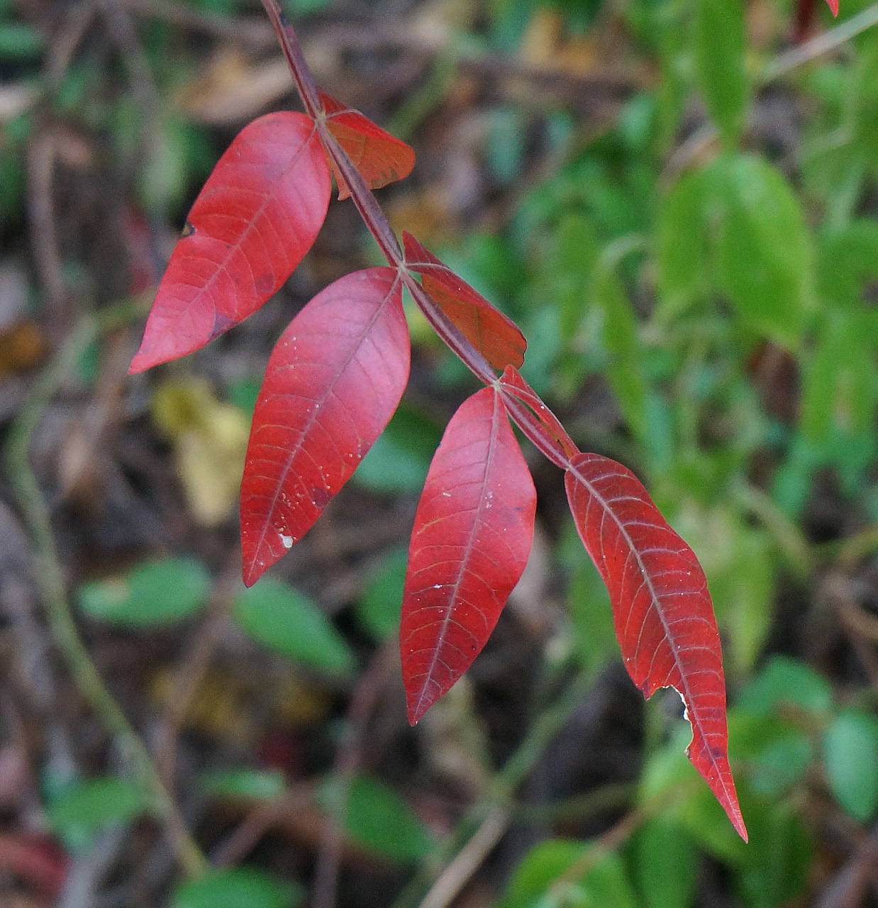 red leaves sumac fall free photo