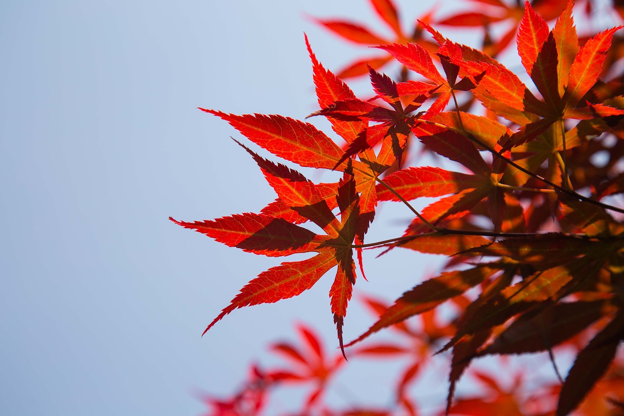 red leaves sky the scenery free photo