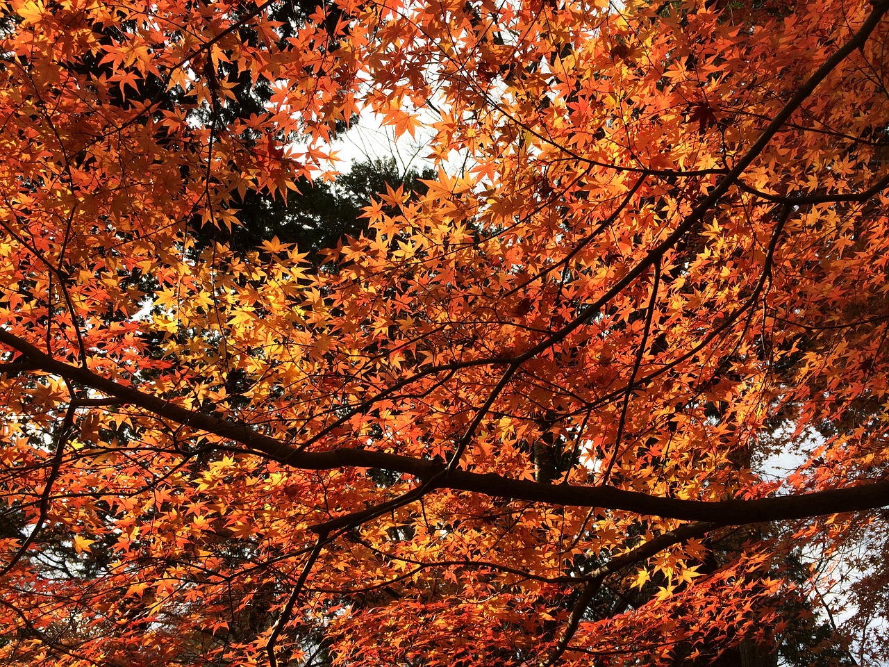 red leaves maple autumn free photo