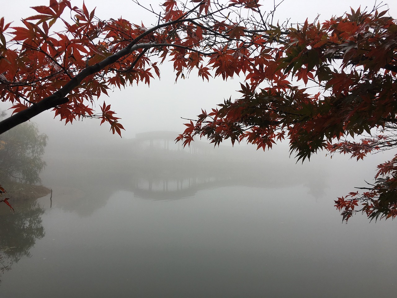 red leaves fog lake free photo